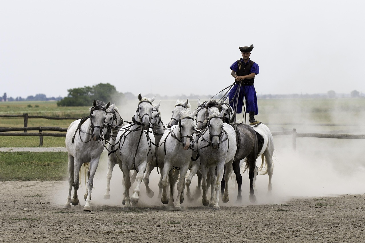Puszta, horse farm